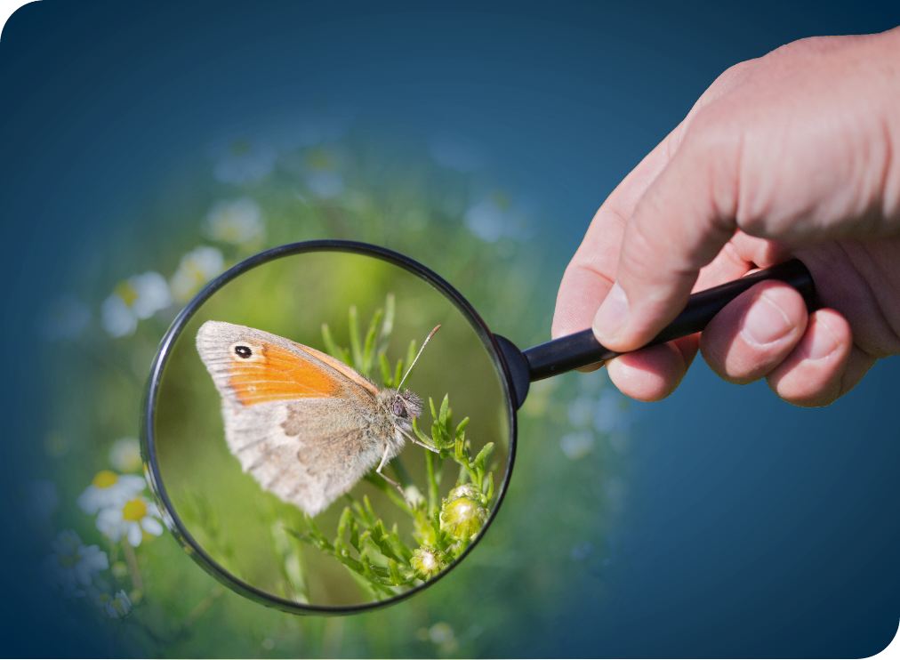 Hand holding a magnifying glass to a yellow butterfly in a green field
